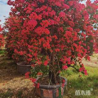 高度25厘米细叶萼距花