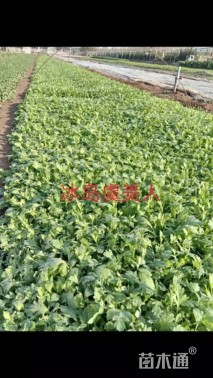 高度14厘米虞美人