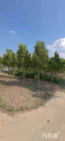 高度150厘米小叶黄杨