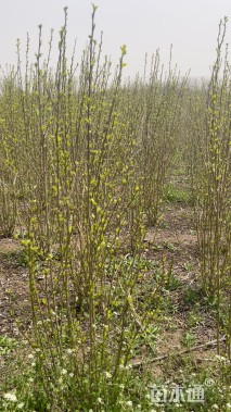 高度120厘米丛生木槿