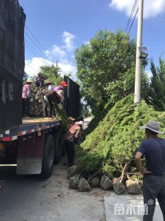 高度250厘米龙柏