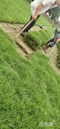 黑麦草