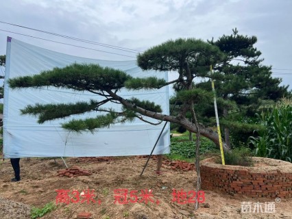 30公分造型松