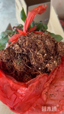 高度12厘米月季小苗