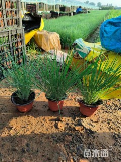 高度30厘米坡地毛冠草