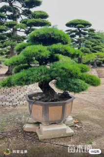 冠幅150厘米罗汉松球