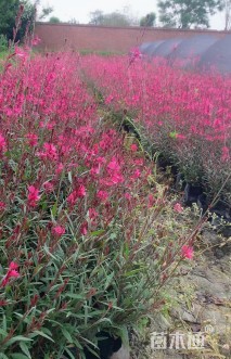 高度40厘米千鸟花