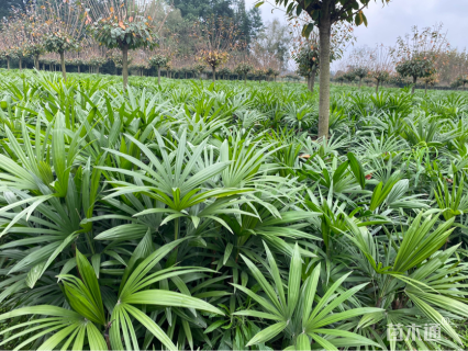 裸干高50厘米小叶棕竹