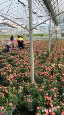 高度20厘米康乃馨