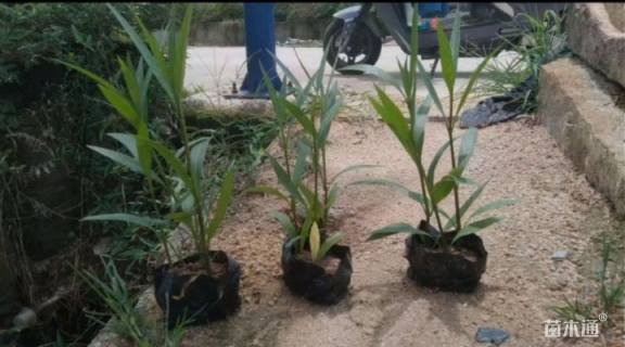 高度25厘米翠芦莉