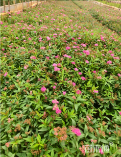 高度35厘米绣线菊