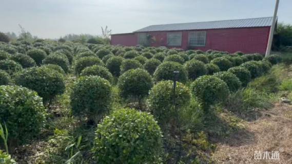 冠幅200厘米海桐球