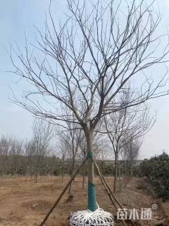 28公分朴树