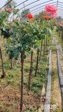 高度120厘米月季