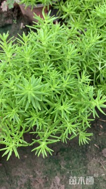 高度10厘米佛甲草