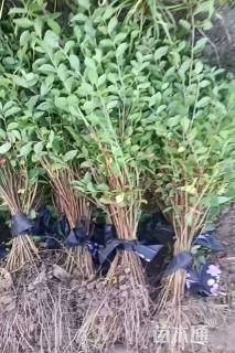 高度50厘米天鹅绒紫薇