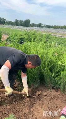 高度40厘米龙柏