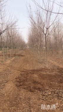 高度350厘米丛生五角枫