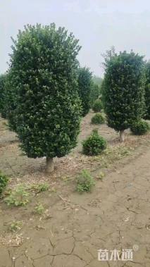 高度300厘米卫矛