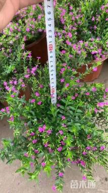 高度30厘米满天星