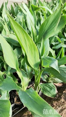 高度30厘米水生美人蕉