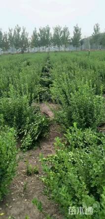 冠幅50厘米卫矛球