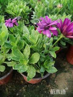 高度15厘米南非万寿菊