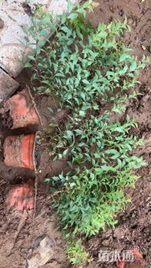 高度25厘米金山绣线菊