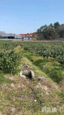 高度120厘米红美人柑桔