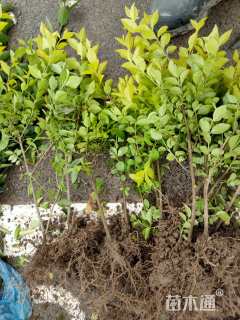 高度50厘米金叶女贞小苗