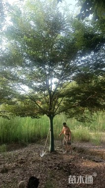 12公分榉树