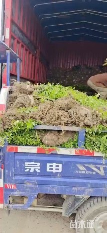 高度40厘米小叶女贞