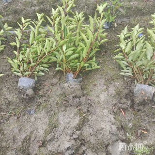 高度150厘米法国冬青