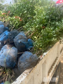 高度60厘米丛生贴梗海棠