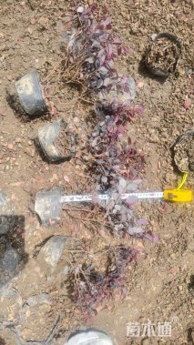 高度30厘米红花继木