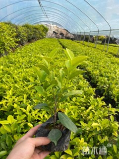 高度20厘米黄金榕