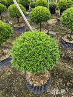 高度70厘米雀舌黄杨