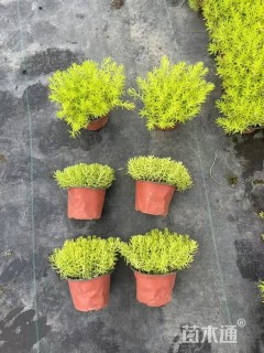 高度10厘米佛甲草