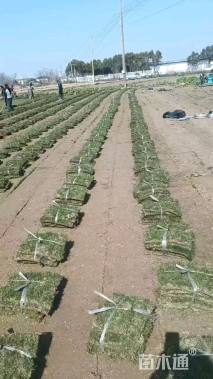 混播黑麦草