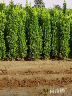 高度170厘米北海道黄杨
