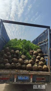 高度120厘米火山榕