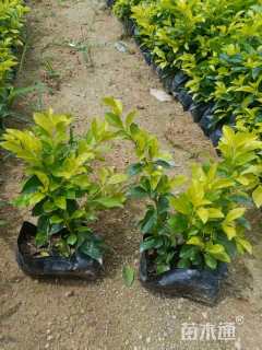 高度15厘米金叶假连翘