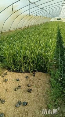 高度30厘米翠芦莉