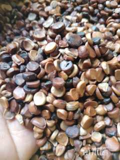 40厘米黄菖蒲种子