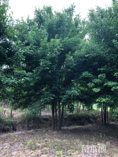 高度700厘米丛生三角枫