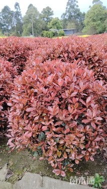 冠幅150厘米红叶石楠球