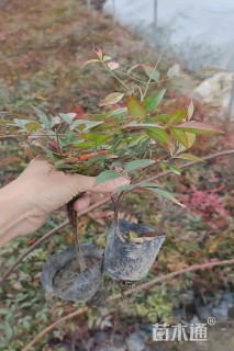 高度25厘米南天竹小苗