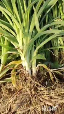 高度15厘米金娃娃萱草