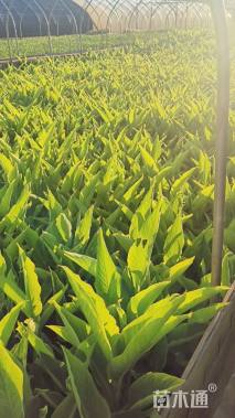 高度30厘米美人蕉