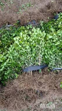 冠幅20厘米瓜子黄杨球